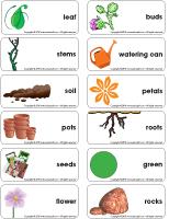 Word-flashcards-Plants