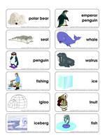 Polar animal-Flashcard Polar animal-Flashcard