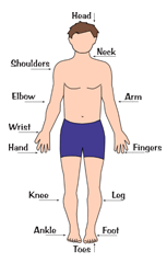 Poster human body