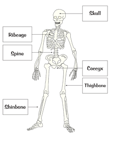 Poster skeleton