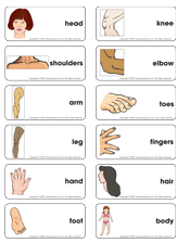 Word flashcards-human body