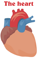 Picture-heart