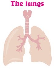 Picture-lungs