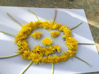 Arts & crafts with dandelions-1