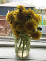 Arts & crafts with dandelions-4