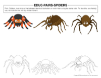 Educ-pairs-Spiders