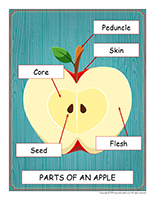 Educ-poster-Apples