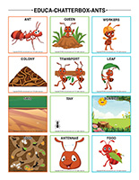 Educa-chatterbox-Ants