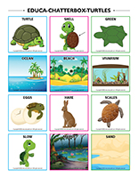 Educa-chatterbox-Turtles