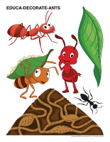 Educa-decorate-Ants-2
