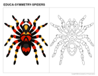 Educa-symmetry-Spiders
