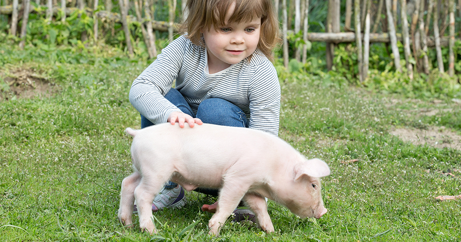 Farm animals - Babies and toddlers - Educatall Farm animals - Babies and toddlers - Educatall