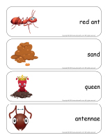 Giant word flashcards-Ants