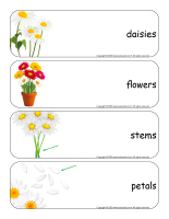 Giant word flashcards-Daisies-1