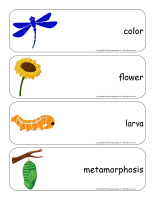 Giant word flashcards-Dragonflies-3