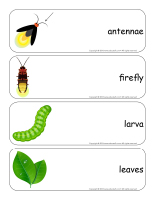 Giant word flashcards-Fireflies