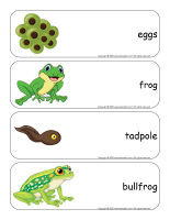Giant-word-flashcards-Frogs-1