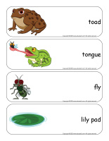 Giant-word-flashcards-Frogs-2