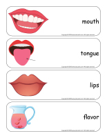 Giant word flashcards-Sense of taste-1