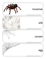 Giant word flashcards-Spiders-3