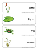 Giant word flashcards-Swamps-1