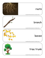 Giant word flashcards-Trees-1