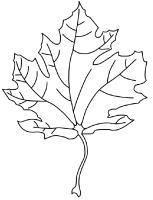 Maple leaf family