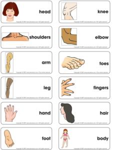 Body Part Chart For Toddlers