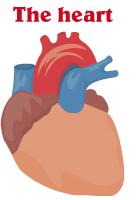 Picture-heart Picture-heart