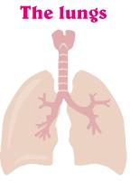 Picture-lungs Picture-lungs