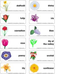 Word-flashcards-flowers