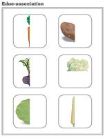 Educ-association - Vegetables