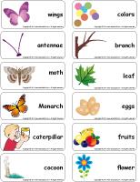 Word flashcards - Butterflies