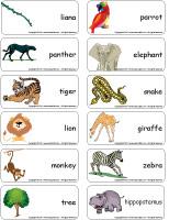 Word flashcards - The jungle