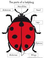 Poni presents-Ladybugs Poni presents-Ladybugs