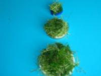 Decorative topiary-6 Decorative topiary-6