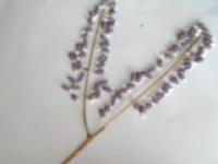 Lilac bunch-10