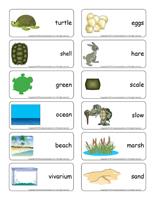 Word flashcards-Turtles Word flashcards-Turtles