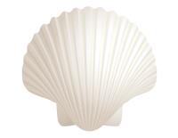 Giant-seashells