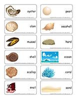 Word flashcards-Seashells