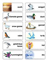 Word flashcards-Migratory birds