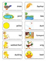 Word flashcards-Ducks