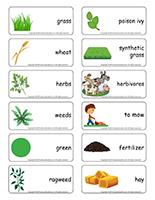 Word flashcards-Grass