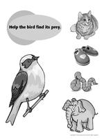Birds - Activity sheet Birds - Activity sheet