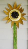 Sunflower-6