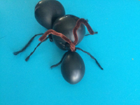 Inflated ant-6