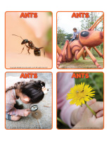 Picture game-Ants-1