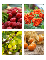 Picture game-Berries-2