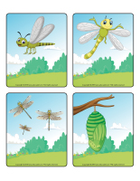 Picture game-Dragonflies-2