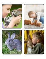Picture game-Rabbits-1